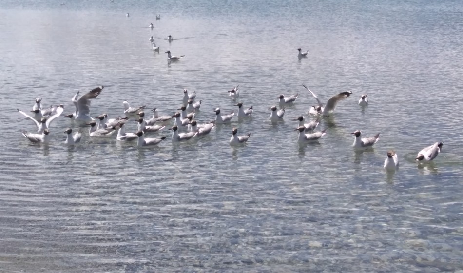 全景西藏珠峰纳木措11天10晚