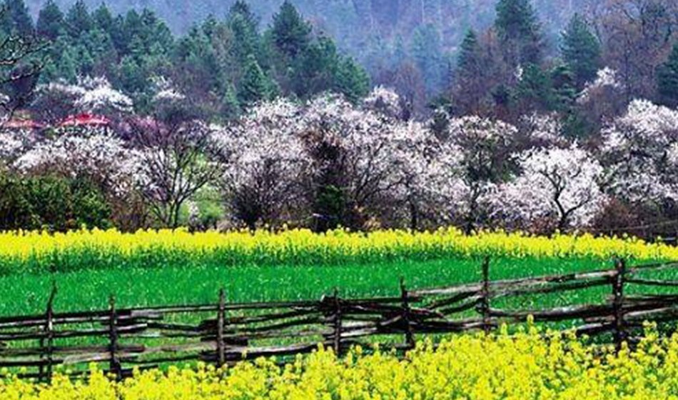 西藏桃花节：直飞林芝+拉萨+日喀则+青藏铁路11日