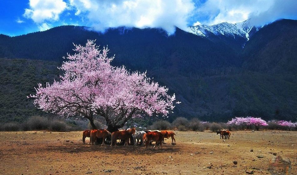 西藏桃花节：直飞林芝+拉萨+日喀则+青藏铁路11日
