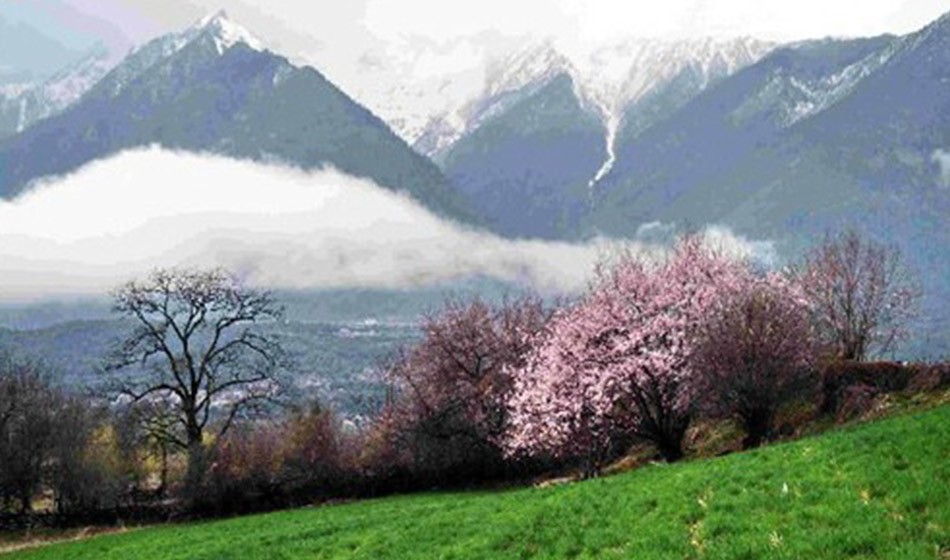 西藏桃花节：直飞林芝+拉萨+日喀则+青藏铁路11日