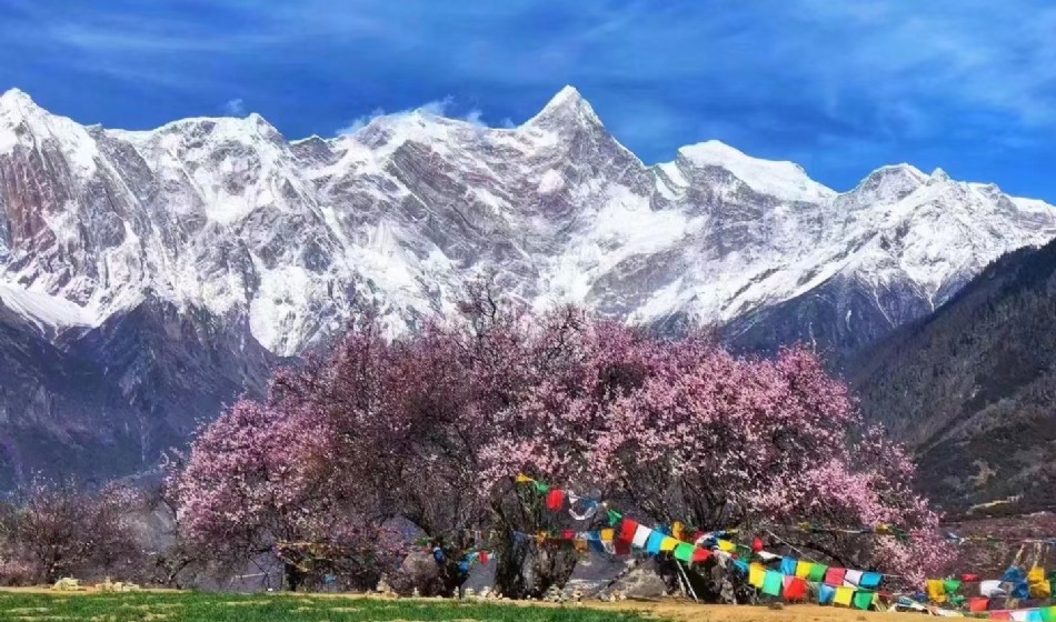 季节限定【林进拉出】西藏雪域桃花7天6晚